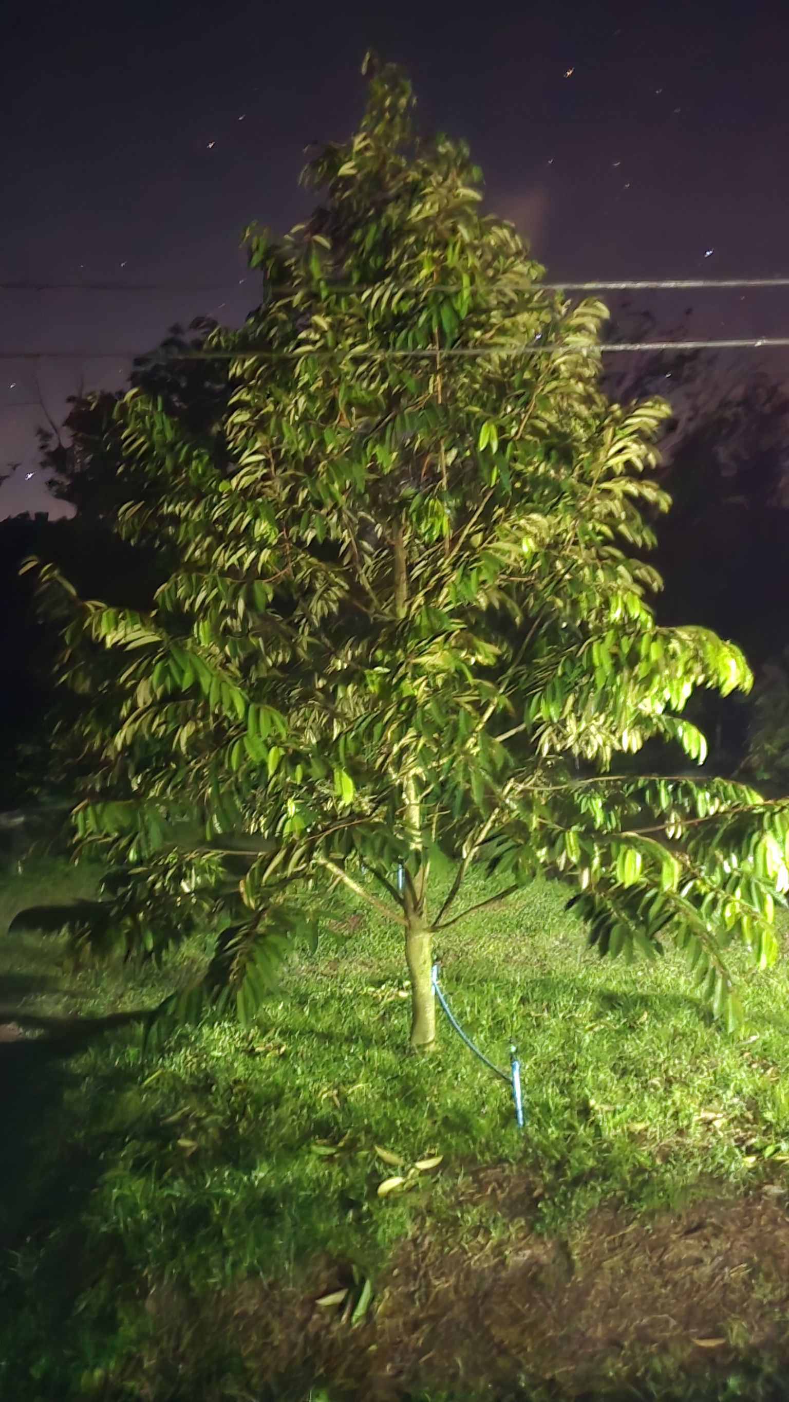 ทุเรียนหมอนทองจากนาแสน