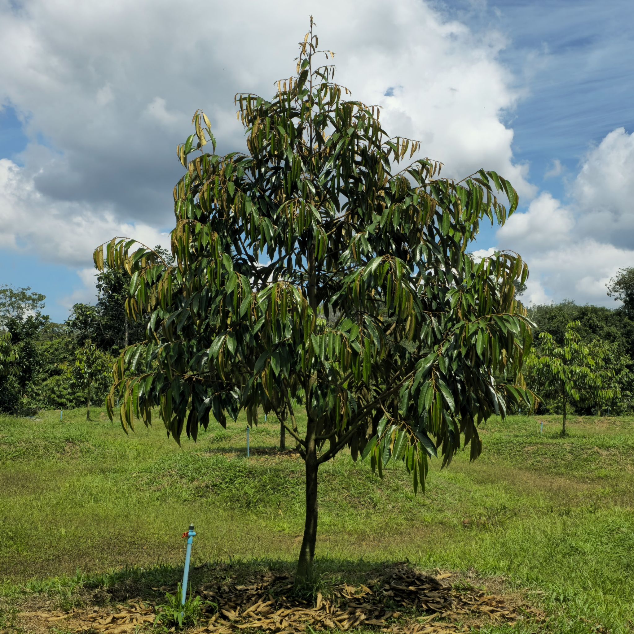 ทุเรียนหมอนทองจากนาทวี